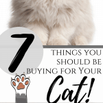 7 Things You Should Be Buying for Your Cat