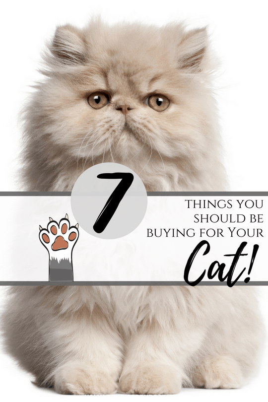 7 things you should be buying for your cat