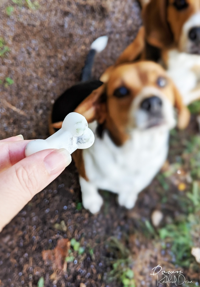 Coconut Oil and Mint Dog Treats Recipe being fed to a beagle