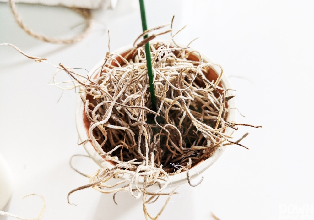 Overhead view of Spanish moss added to the clay pot.