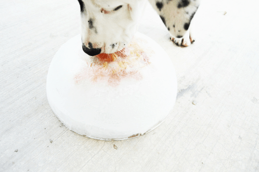 Dog Summer Boredom Buster