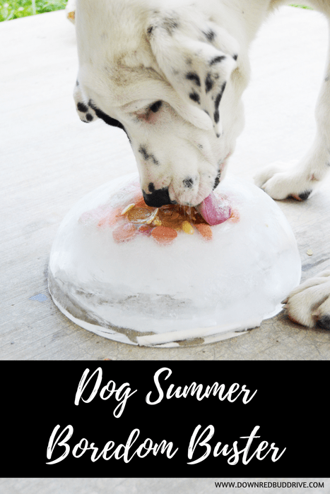 Dog Summer Boredom Buster