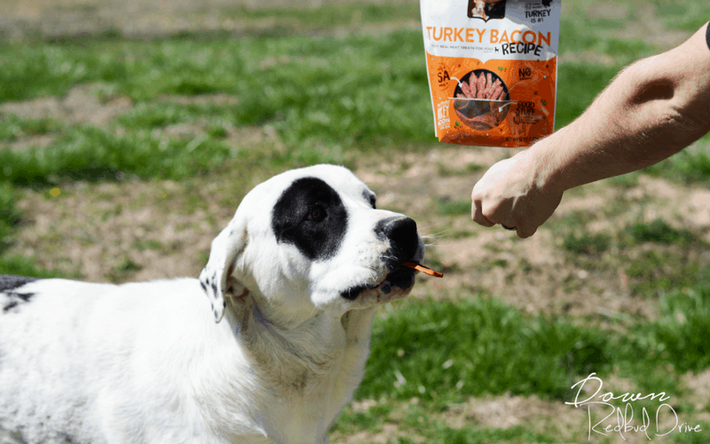 Dog Treat Holder