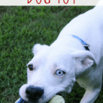 Five-Minute DIY Tug-of-War Dog Toy