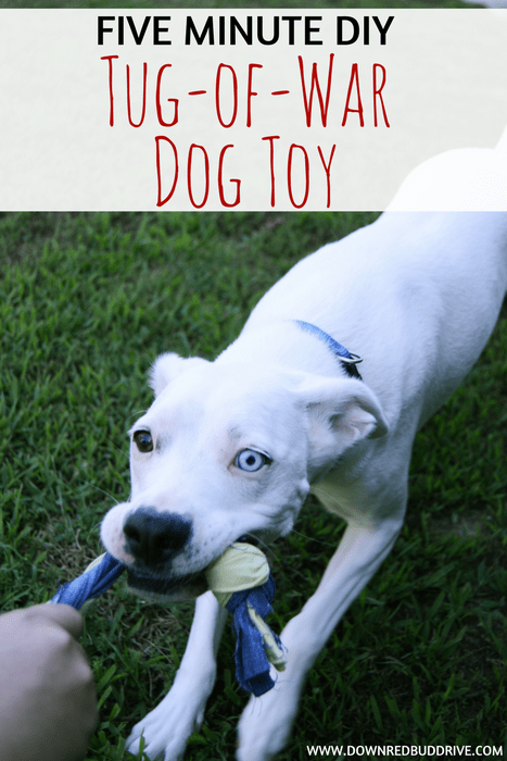 Five-Minute DIY Tug-of-War Dog Toy