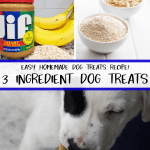 homemade dog treats