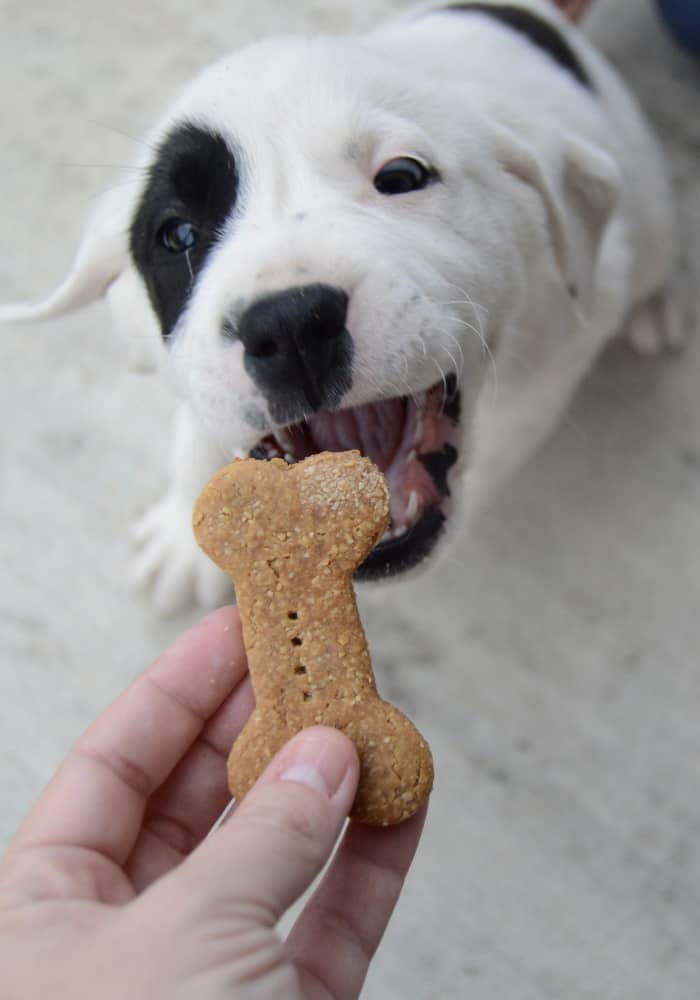 homemade dog treats