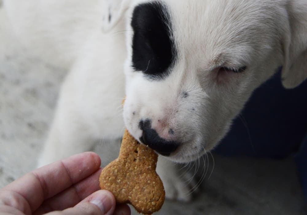 puppy eating homemade dog treats