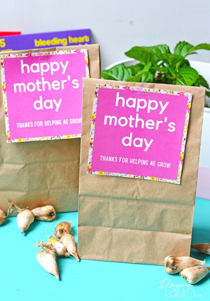 mother's day flowering bulb gift