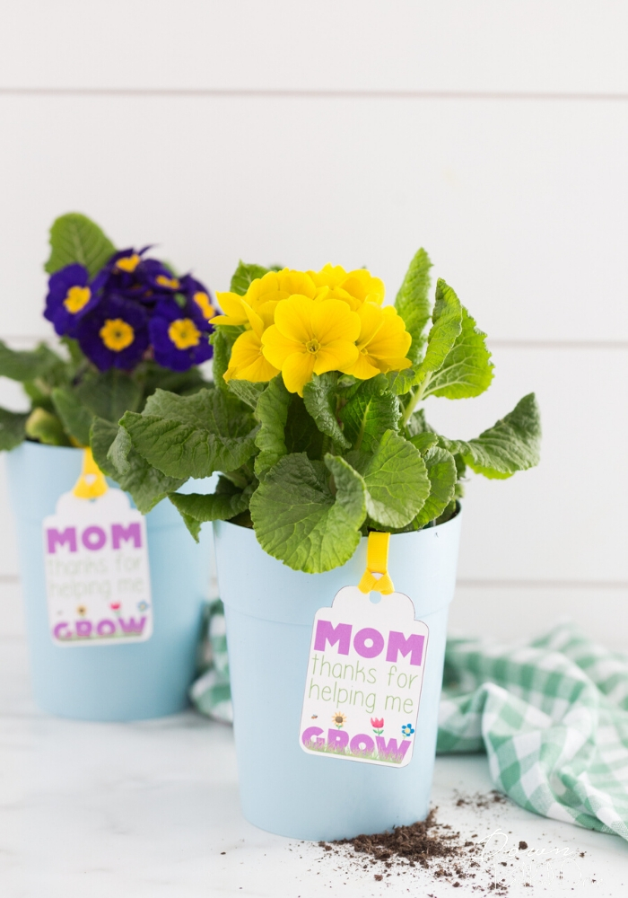 mother's day flower pot gift