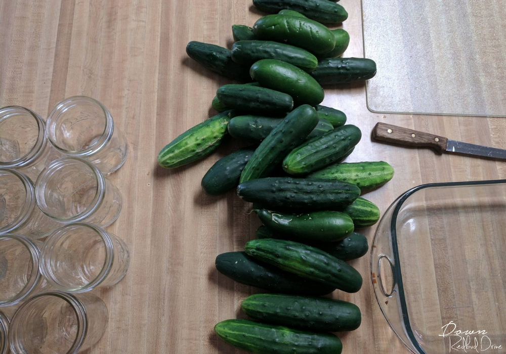 easy refrigerator pickles