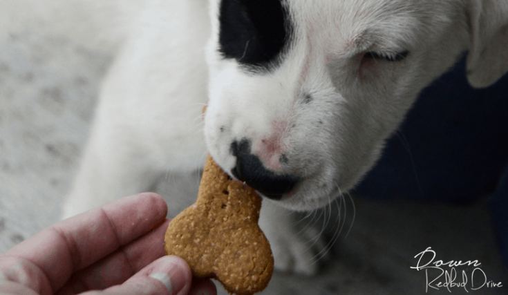 homemade dog treats