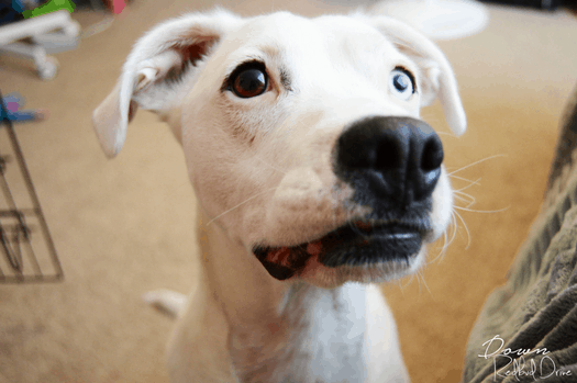 Five-Minute DIY Tug-of-War Dog Toy